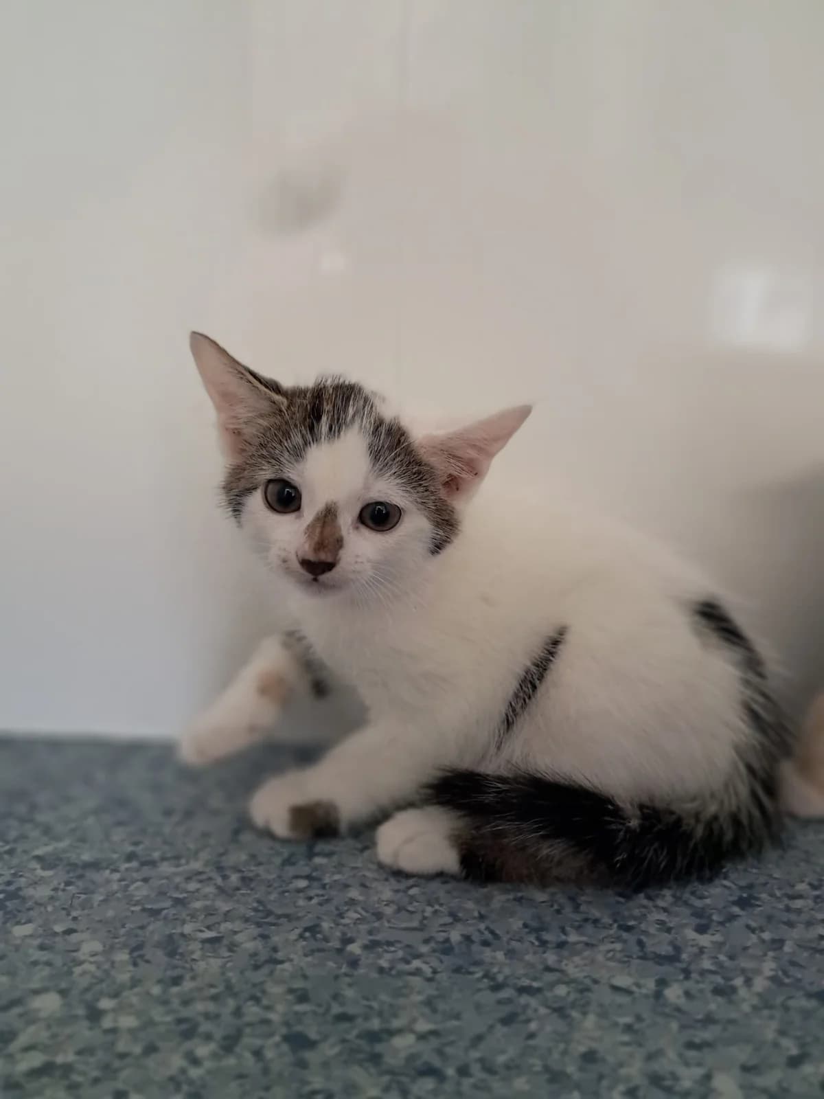 FINCH, male puppy Mixed Breed for adoption at Animal Welfare Furness