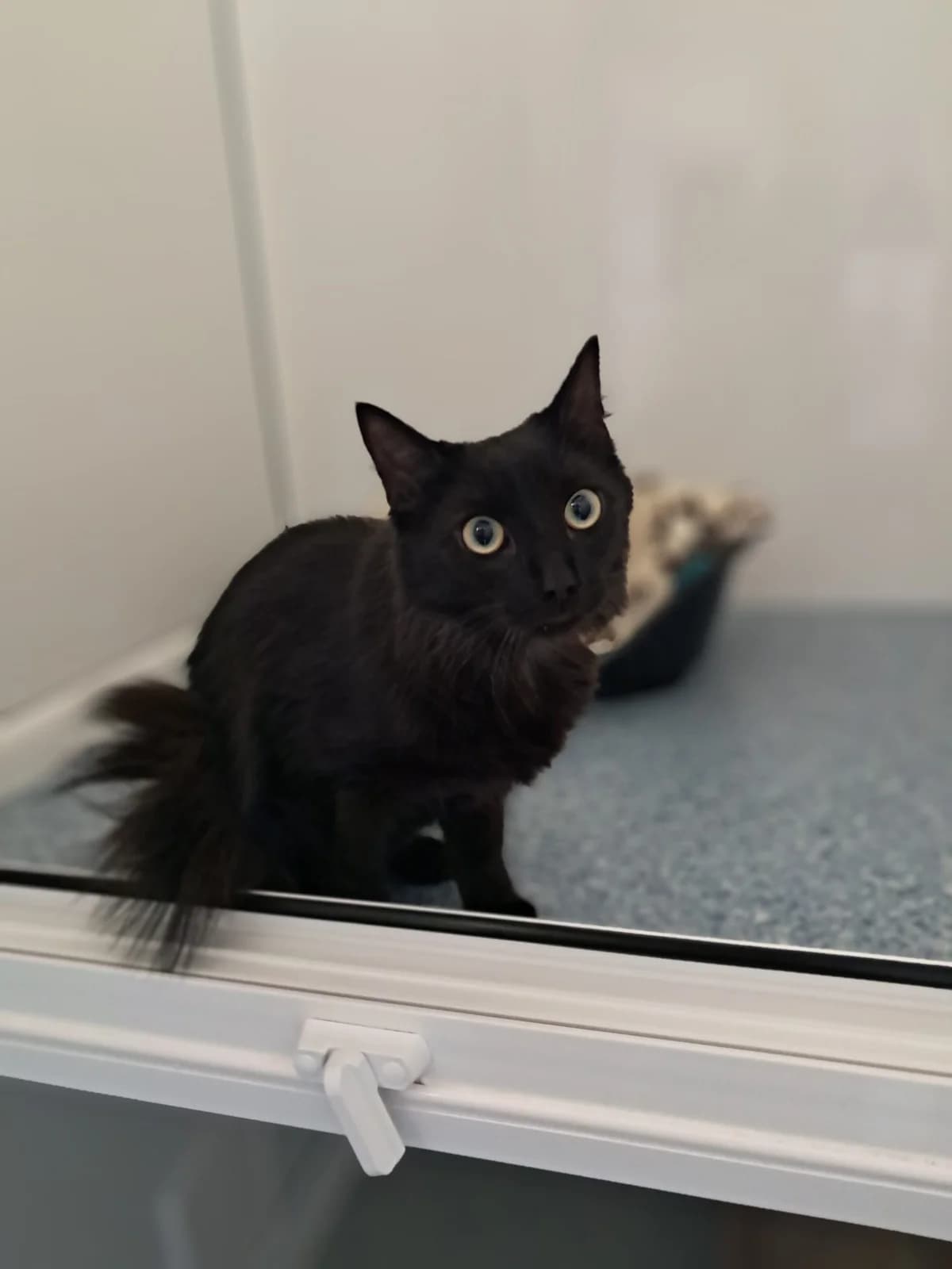RONNIE, male puppy Mixed Breed for adoption at Animal Welfare Furness