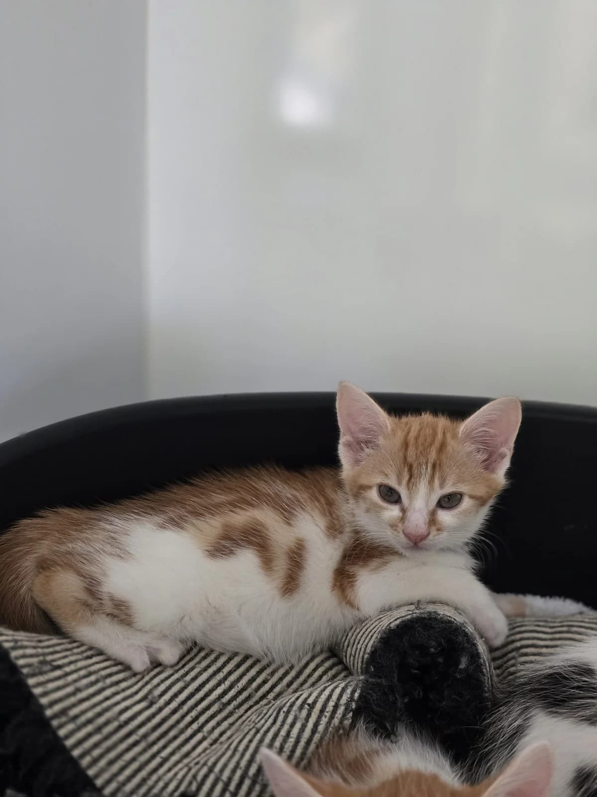 STIFLER, male puppy Mixed Breed for adoption at Animal Welfare Furness