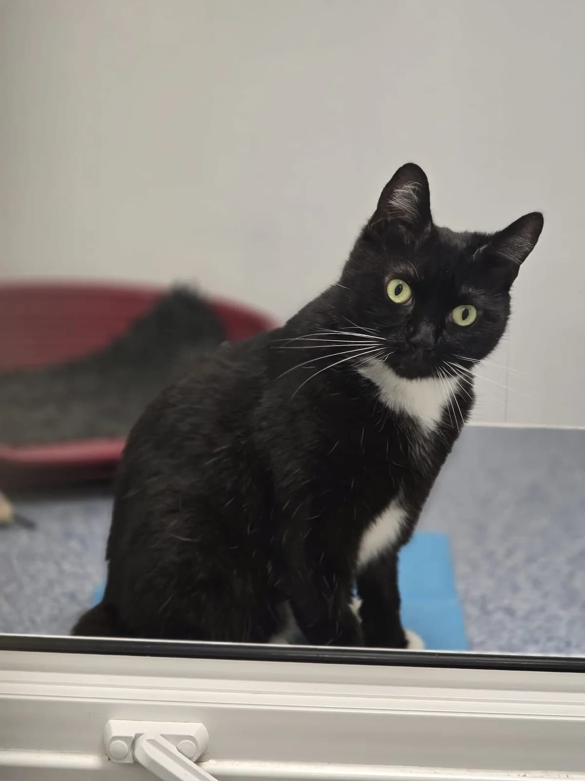 TIM, male 4yo Mixed Breed for adoption at Animal Welfare Furness