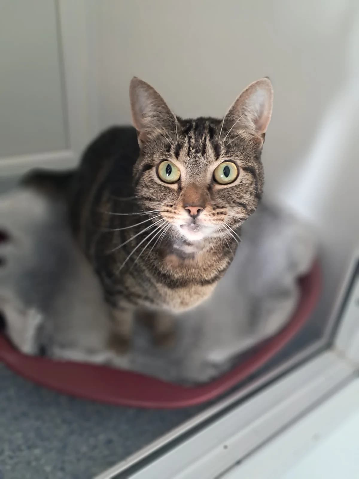ROSE, female 3yo Mixed Breed for adoption at Animal Welfare Furness