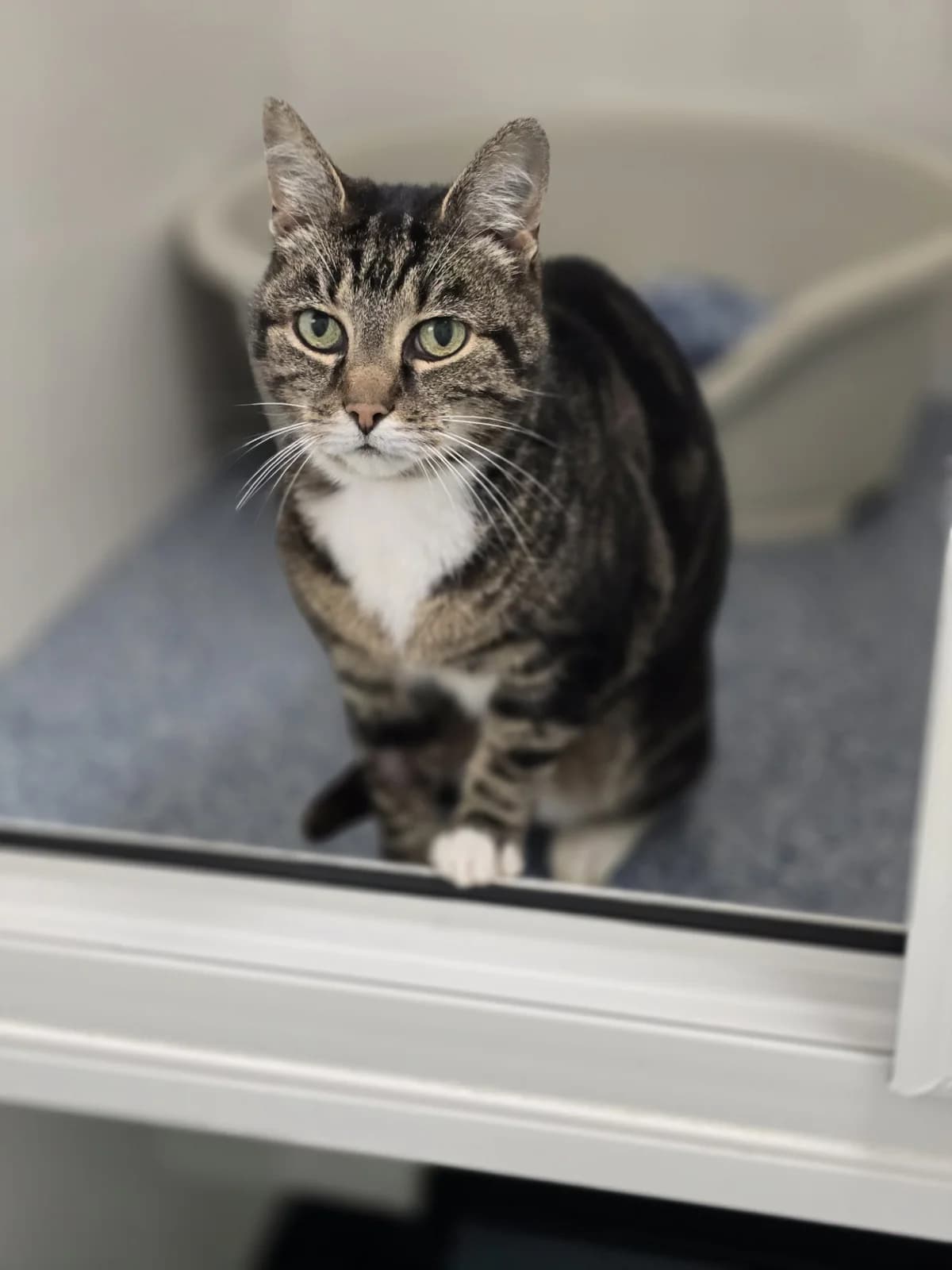 CONNIE, female senior Mixed Breed for adoption at Animal Welfare Furness