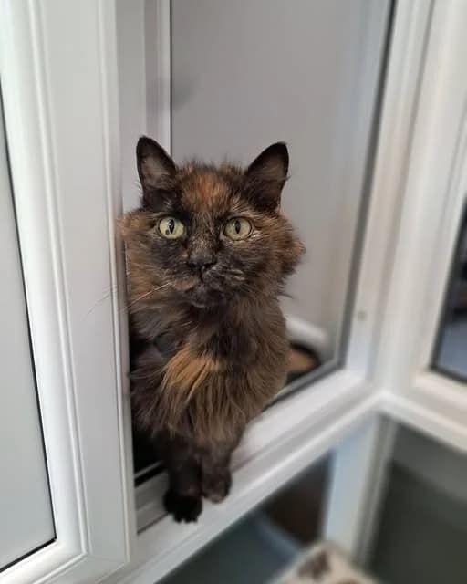 NOREEN, female senior Mixed Breed for adoption at Animal Welfare Furness