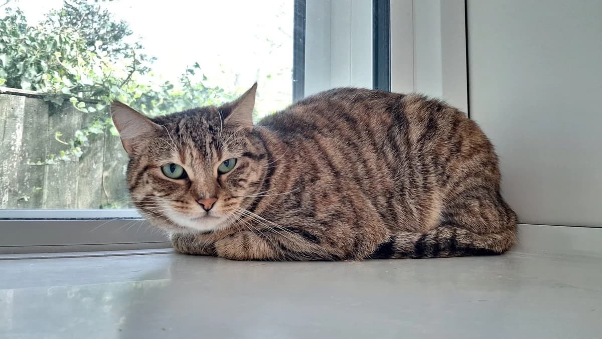 329 Amber, female Mixed Breed for adoption at Animal Welfare Suffolk