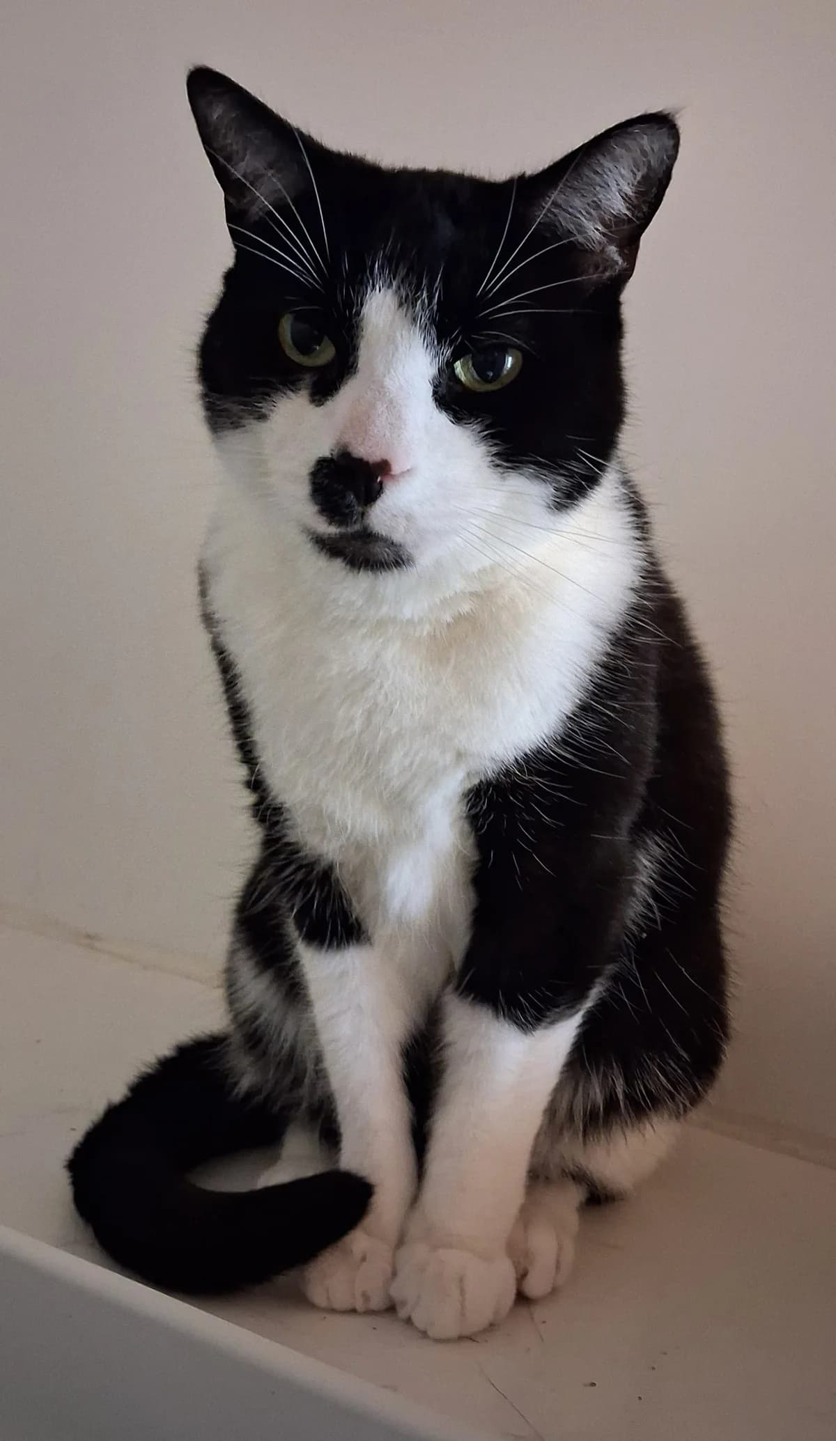 345 Buddy, male senior Mixed Breed for adoption at Animal Welfare Suffolk