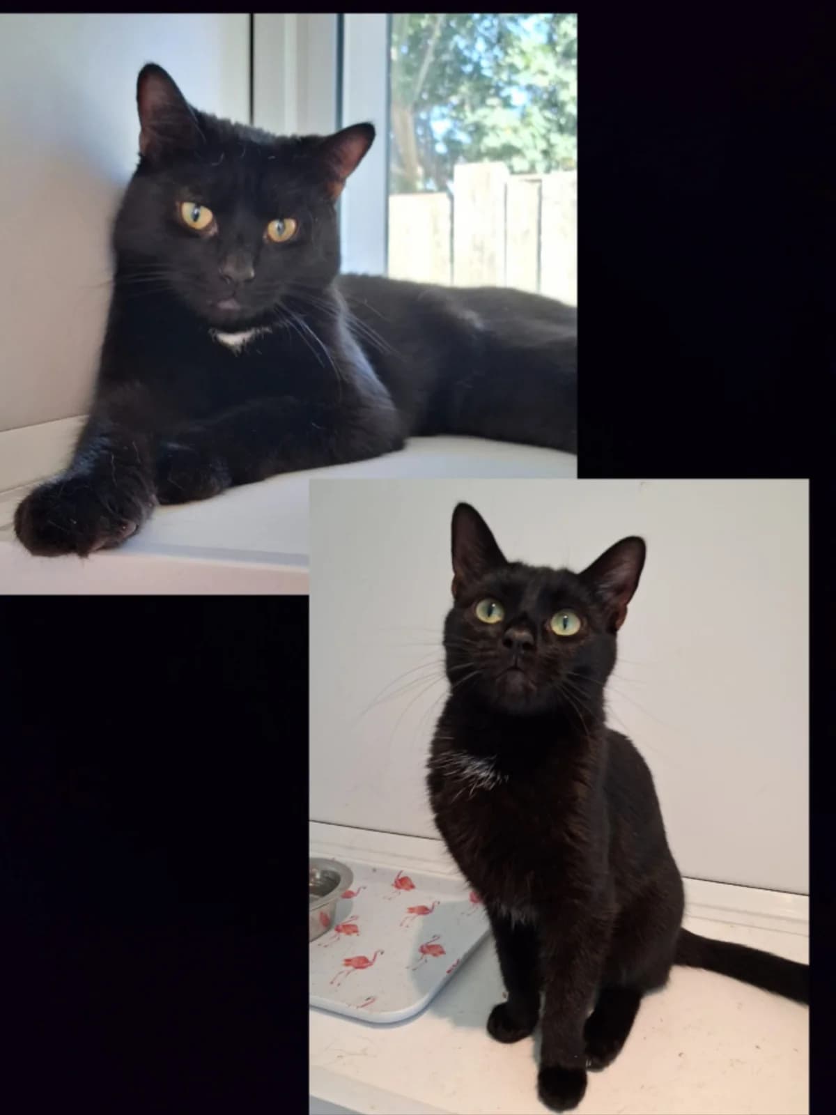 360 Simba + 361 Nala, female 3yo Mixed Breed for adoption at Animal Welfare Suffolk