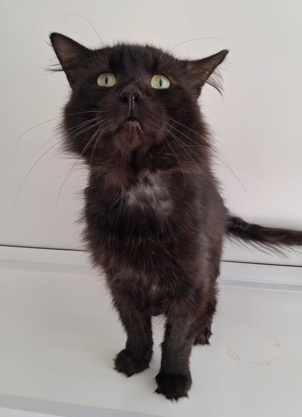 367 Shadow, male 4yo Mixed Breed for adoption at Animal Welfare Suffolk