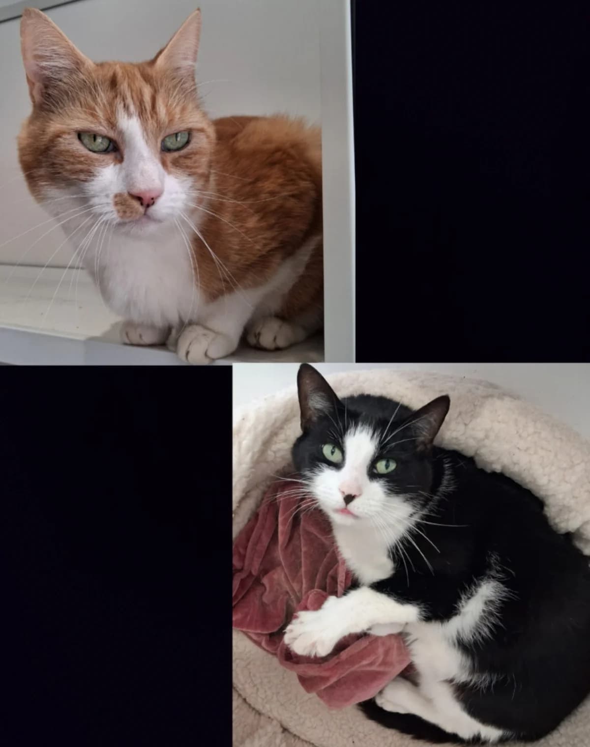 369 Max + 370 Felix, male senior Mixed Breed for adoption at Animal Welfare Suffolk