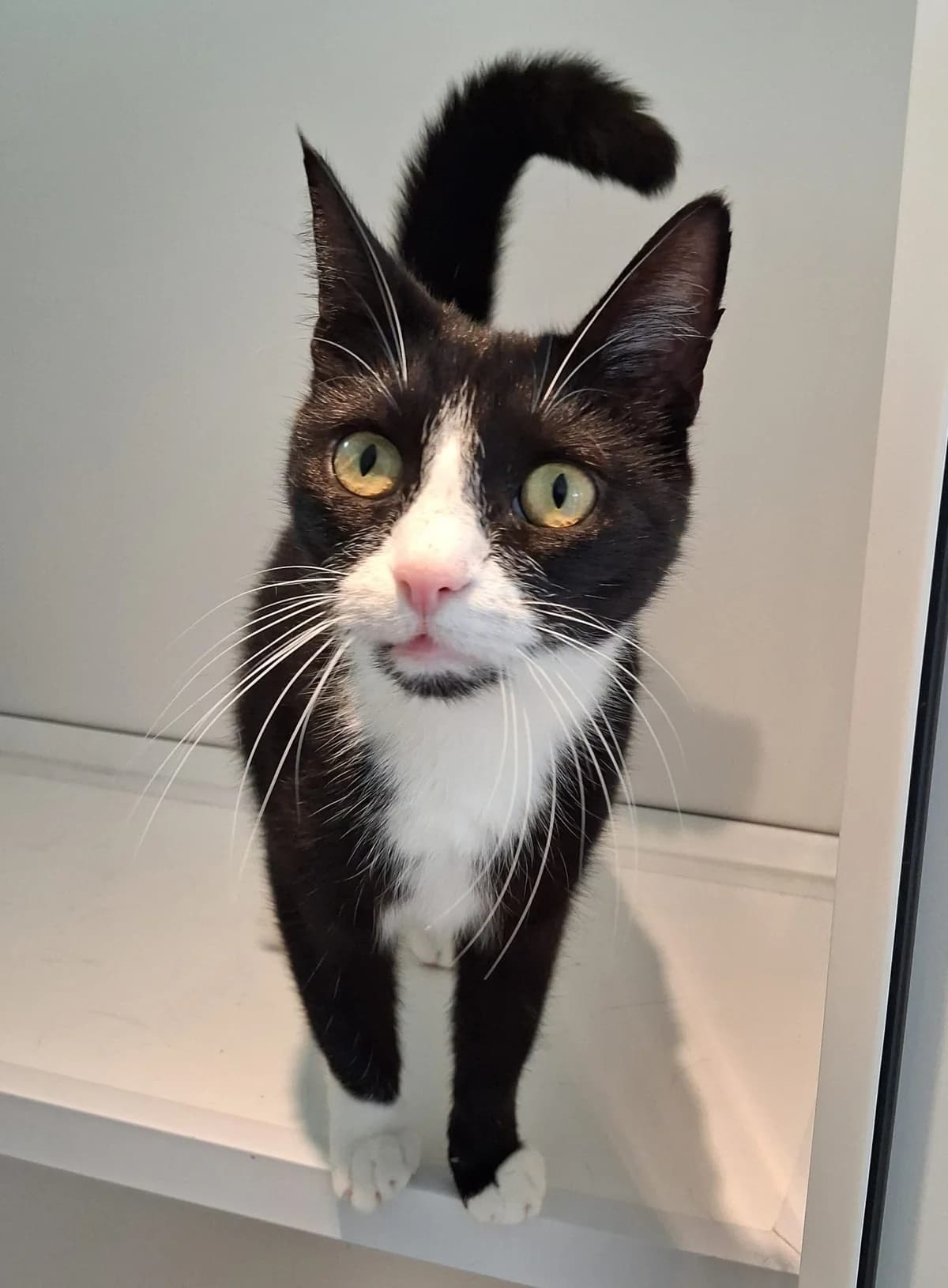 380 Eclipse, female 7yo Mixed Breed for adoption at Animal Welfare Suffolk