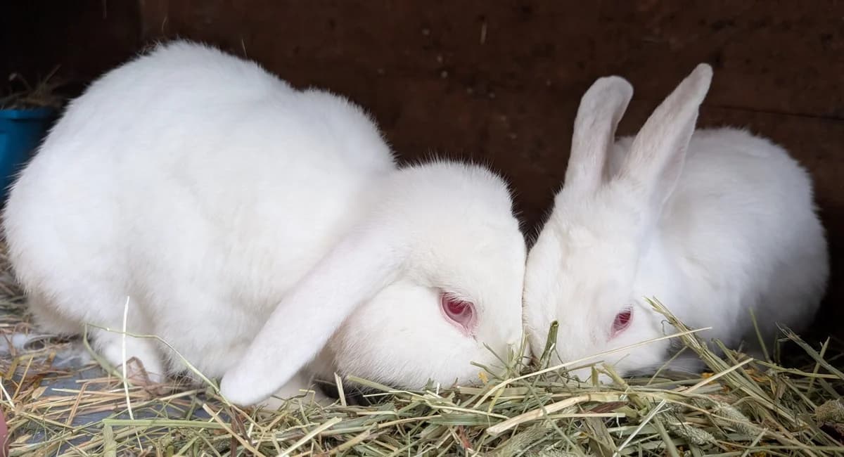 Apollo & Diana (MF, 2 & 1 years old), female young Mixed Breed for adoption at Animal Rescue and Care