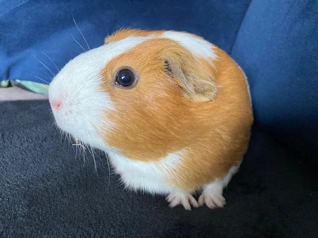 Biscuit (1-2 years old), female young Mixed Breed for adoption at Animal Rescue and Care