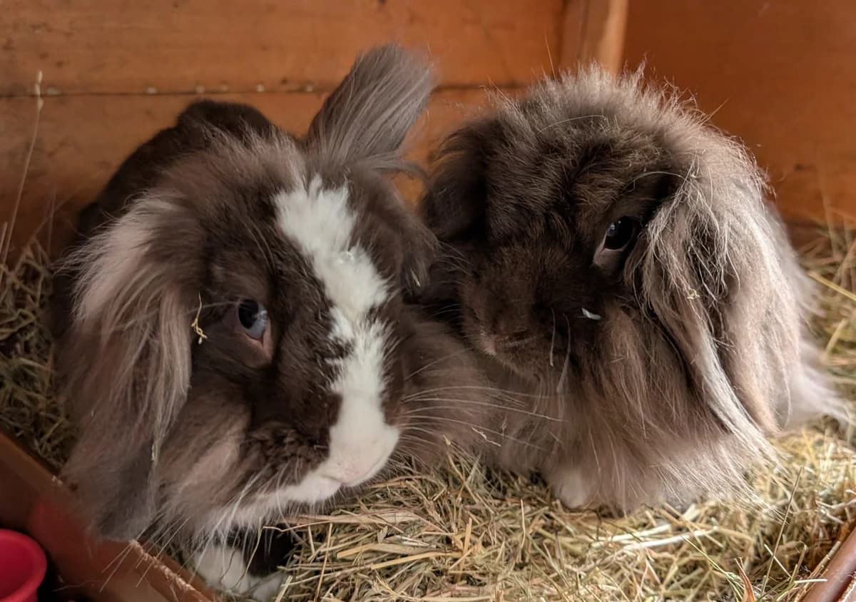 Bonnie & Clyde (FM, 4 years old), male Mixed Breed for adoption at Animal Rescue and Care