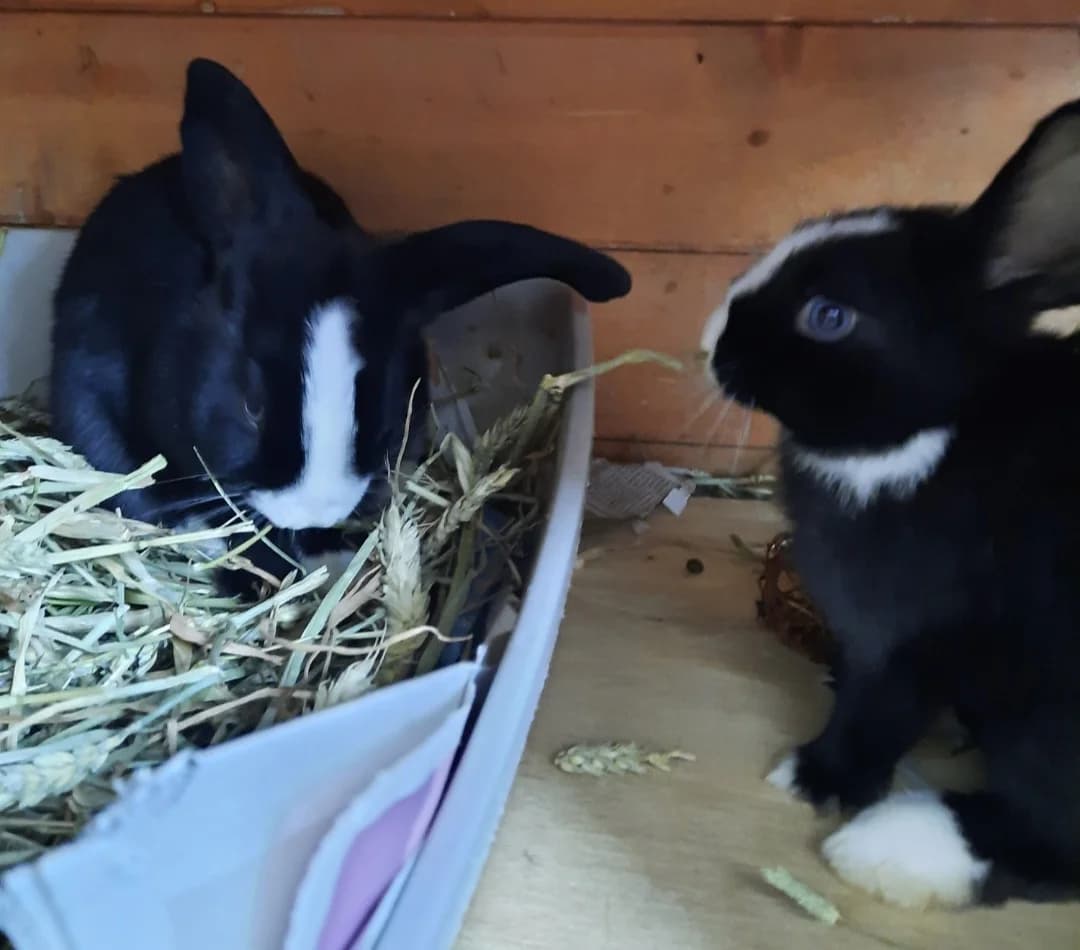 Barbados & Antigua (M โ born Mar/April 2026), male Mixed Breed for adoption at Animal Rescue and Care