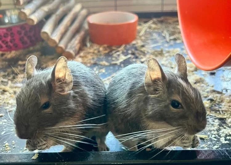 Cindy & Suzie (approx. 5 years old), 4yo Mixed Breed for adoption at Animal Rescue and Care