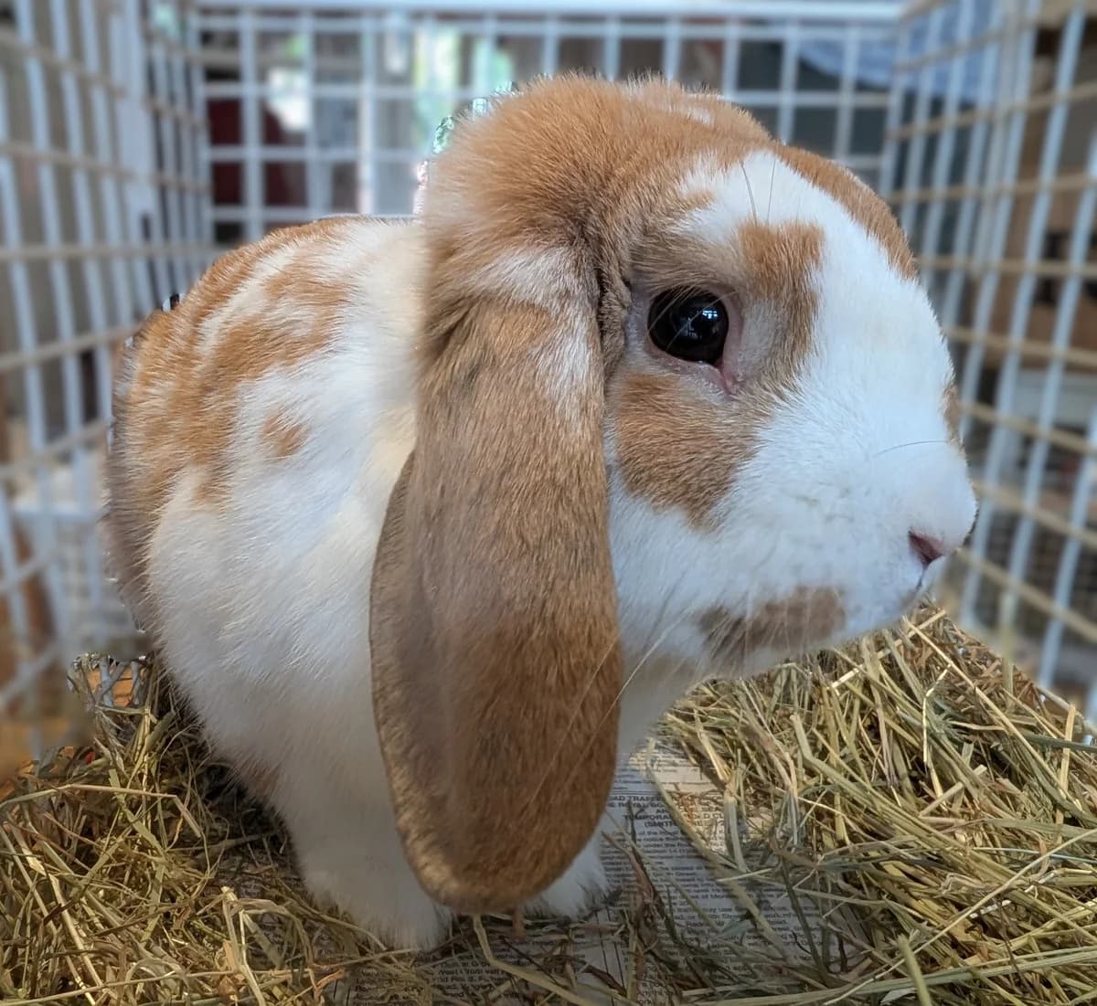 Clem (M, 1 year old), male young Mixed Breed for adoption at Animal Rescue and Care