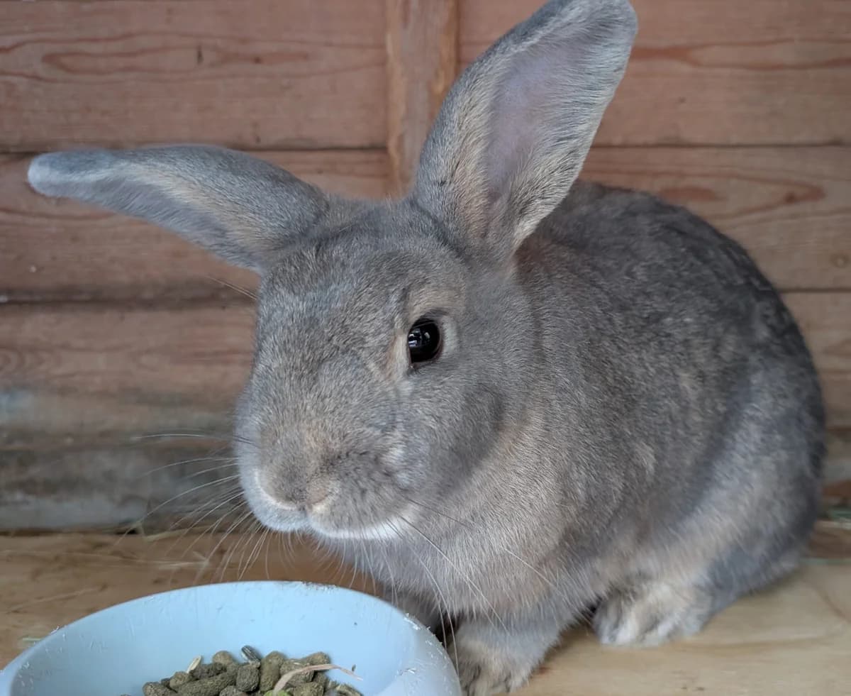 Cottontail (F, 16 months old), female Mixed Breed for adoption at Animal Rescue and Care