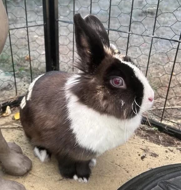 Humbug (F, 1 year old), female Mixed Breed for adoption at Animal Rescue and Care