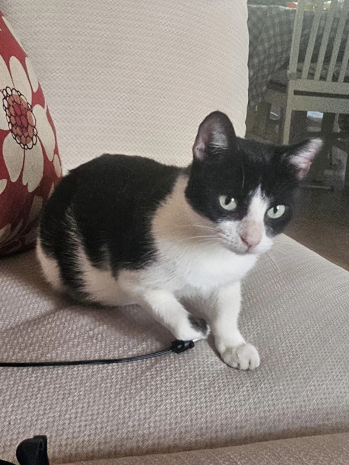 Milly- 4 to 5years approx, female 4yo Mixed Breed for adoption at Animal Rescue and Care