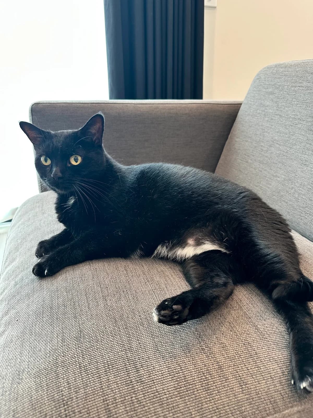 Miso- almost 6 years old, female 6yo Mixed Breed for adoption at Animal Rescue and Care