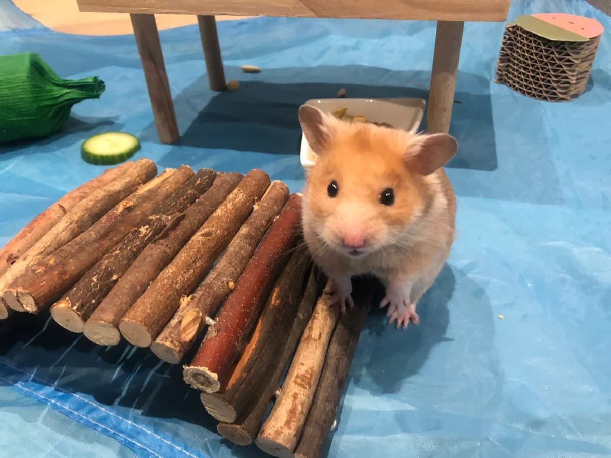 Phoenix, male Mixed Breed for adoption at Animal Rescue and Care