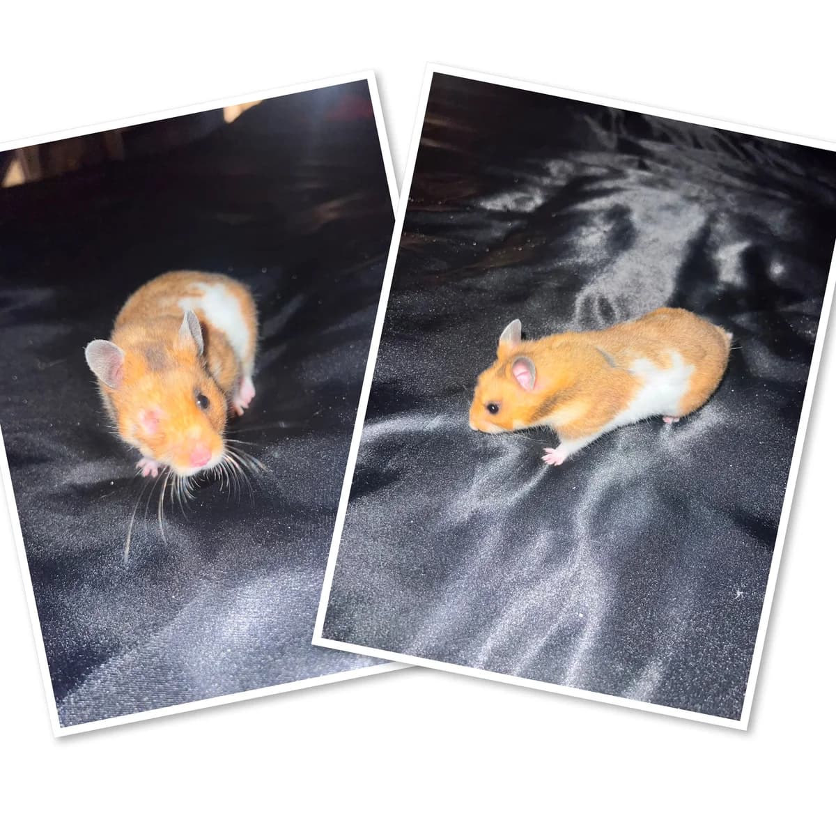 Pineapple (6 months old), female puppy Mixed Breed for adoption at Animal Rescue and Care