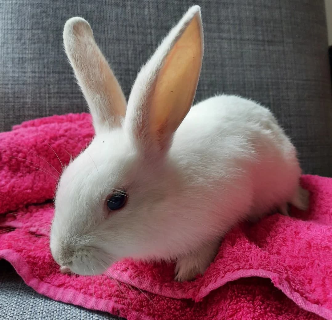 Snowflake (F โ born June 2026), female Mixed Breed for adoption at Animal Rescue and Care