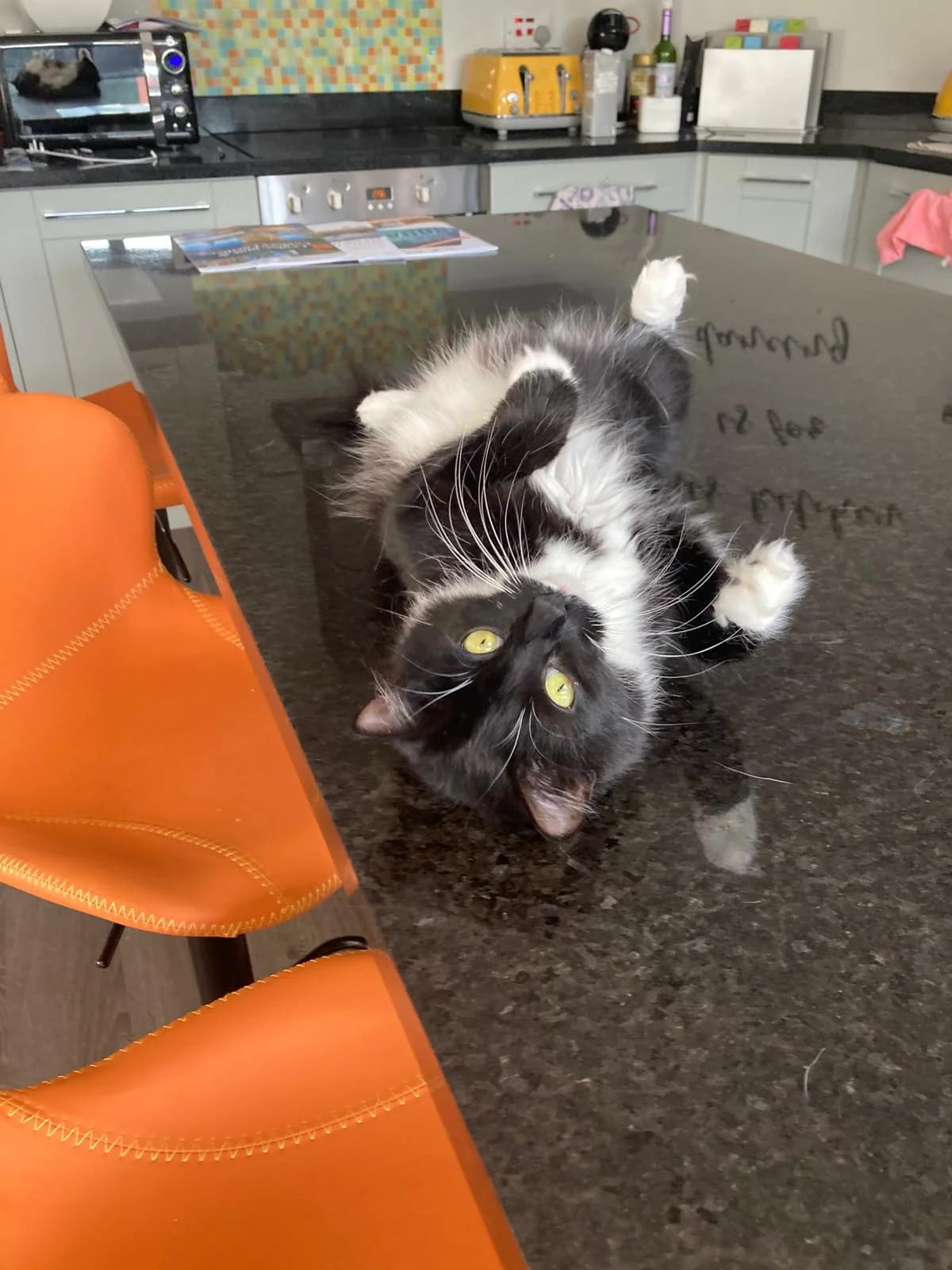 Socks-1 to 2 years, female puppy Mixed Breed for adoption at Animal Rescue and Care