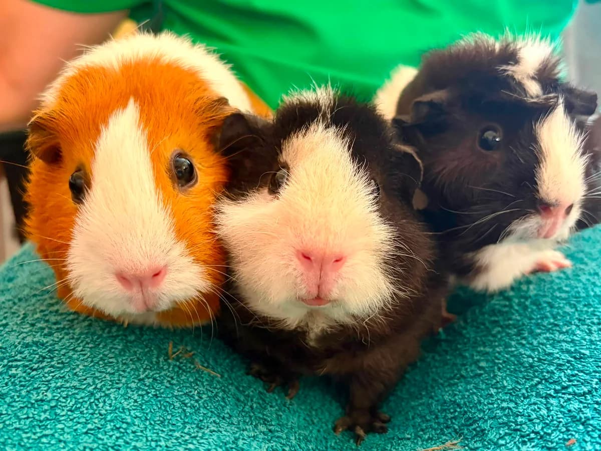 Winnie, Dot & Po (approx. 1 year old), female young Mixed Breed for adoption at Animal Rescue and Care