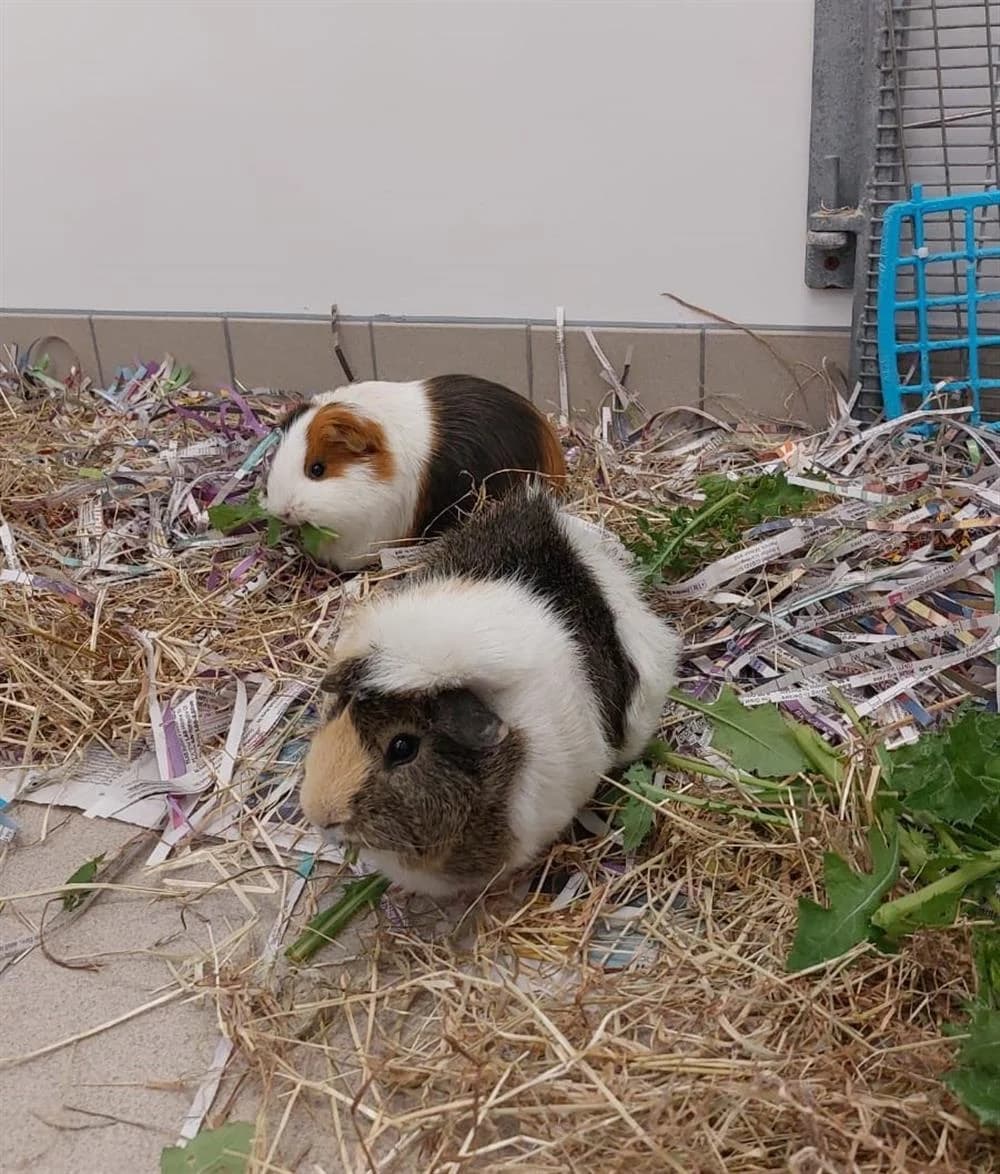 Barney (with Millie), male Mixed Breed for adoption at Animals in Distress Torbay & Westcountry