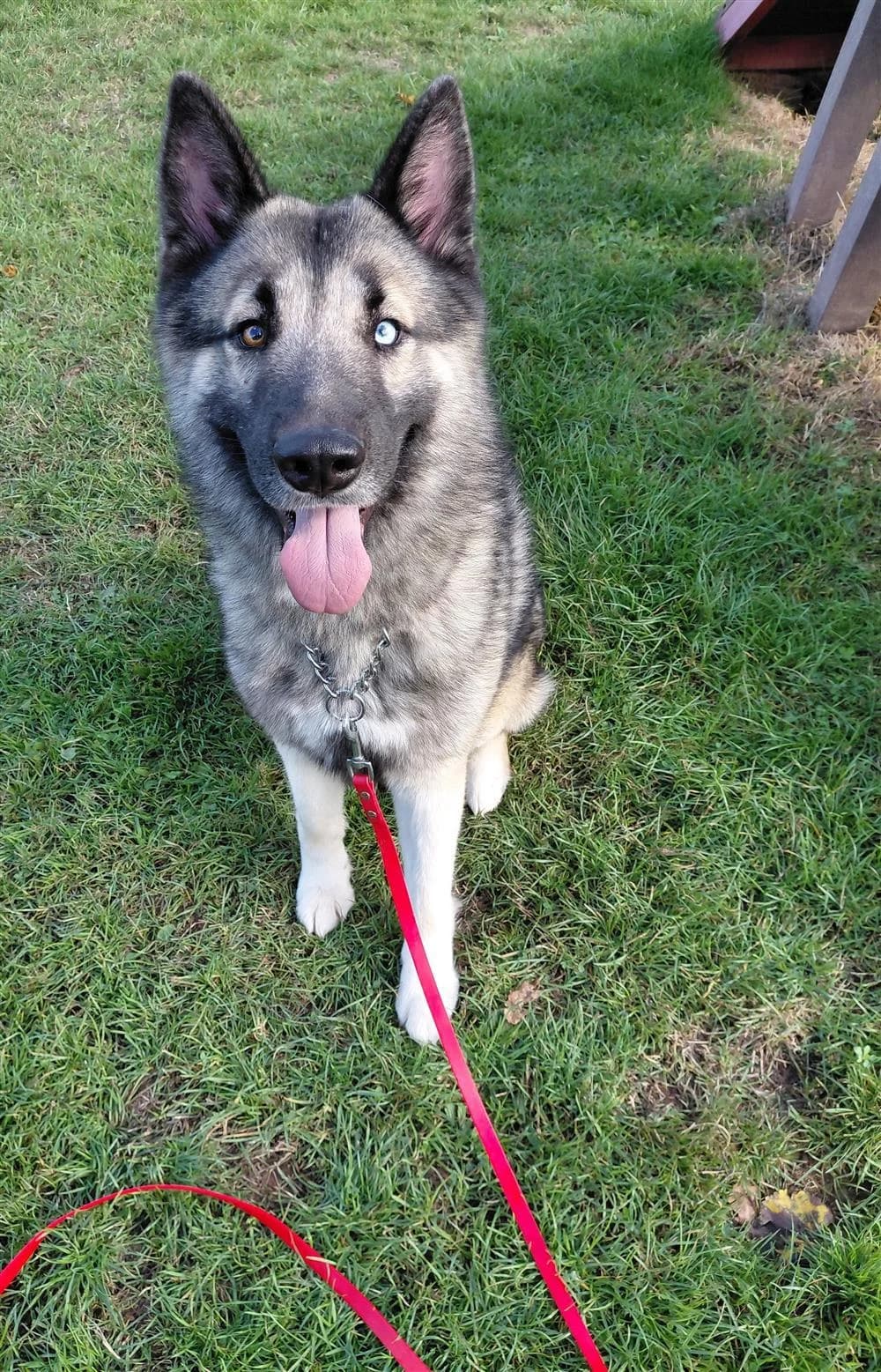 Bear, male young German Shepherd for adoption at Animals in Distress Torbay & Westcountry