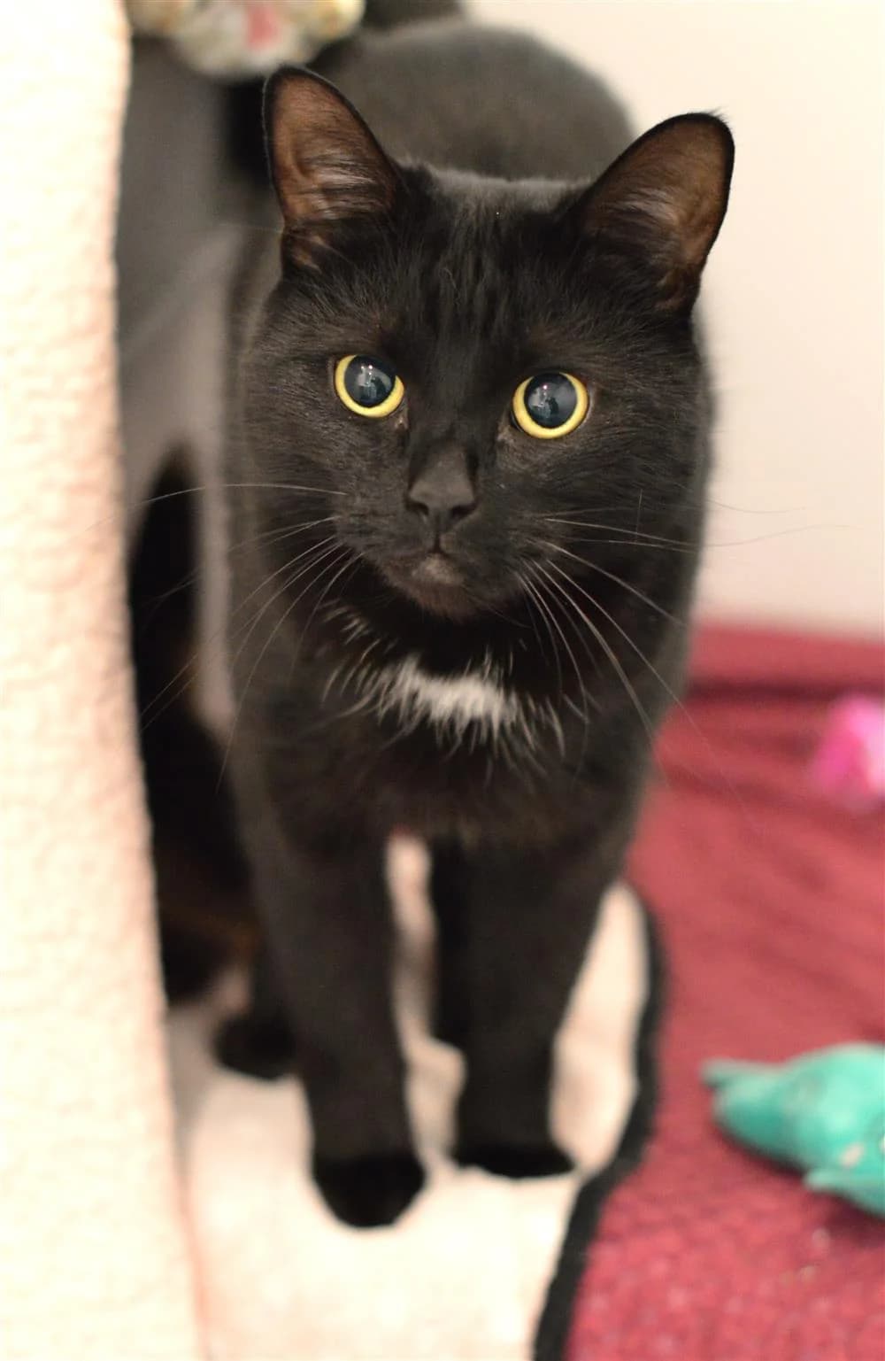 Betty Boo, female Mixed Breed for adoption at Animals in Distress Torbay & Westcountry