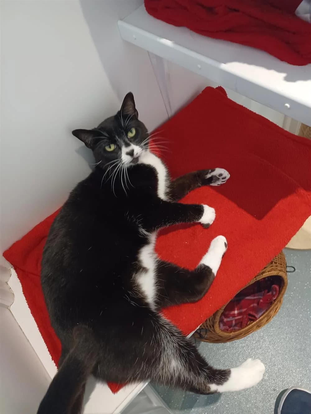 Bianca, female Mixed Breed for adoption at Animals in Distress Torbay & Westcountry