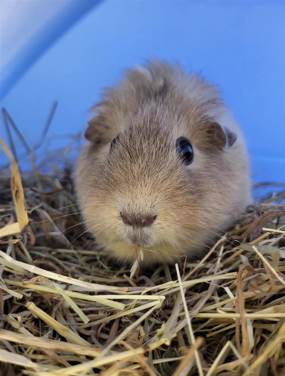 Custard Cream (with Biscoff), female Mixed Breed for adoption at Animals in Distress Torbay & Westcountry