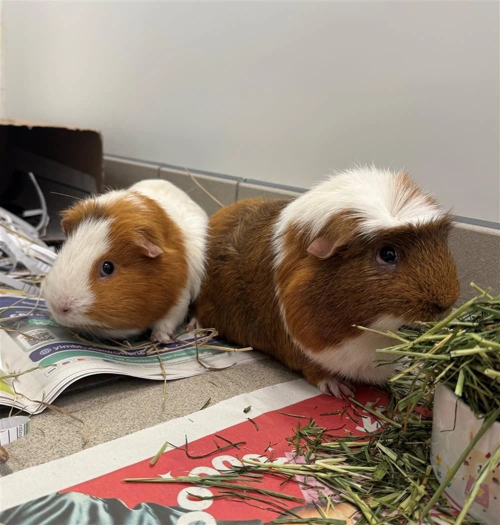Jaffa (with Rusty), male Mixed Breed for adoption at Animals in Distress Torbay & Westcountry