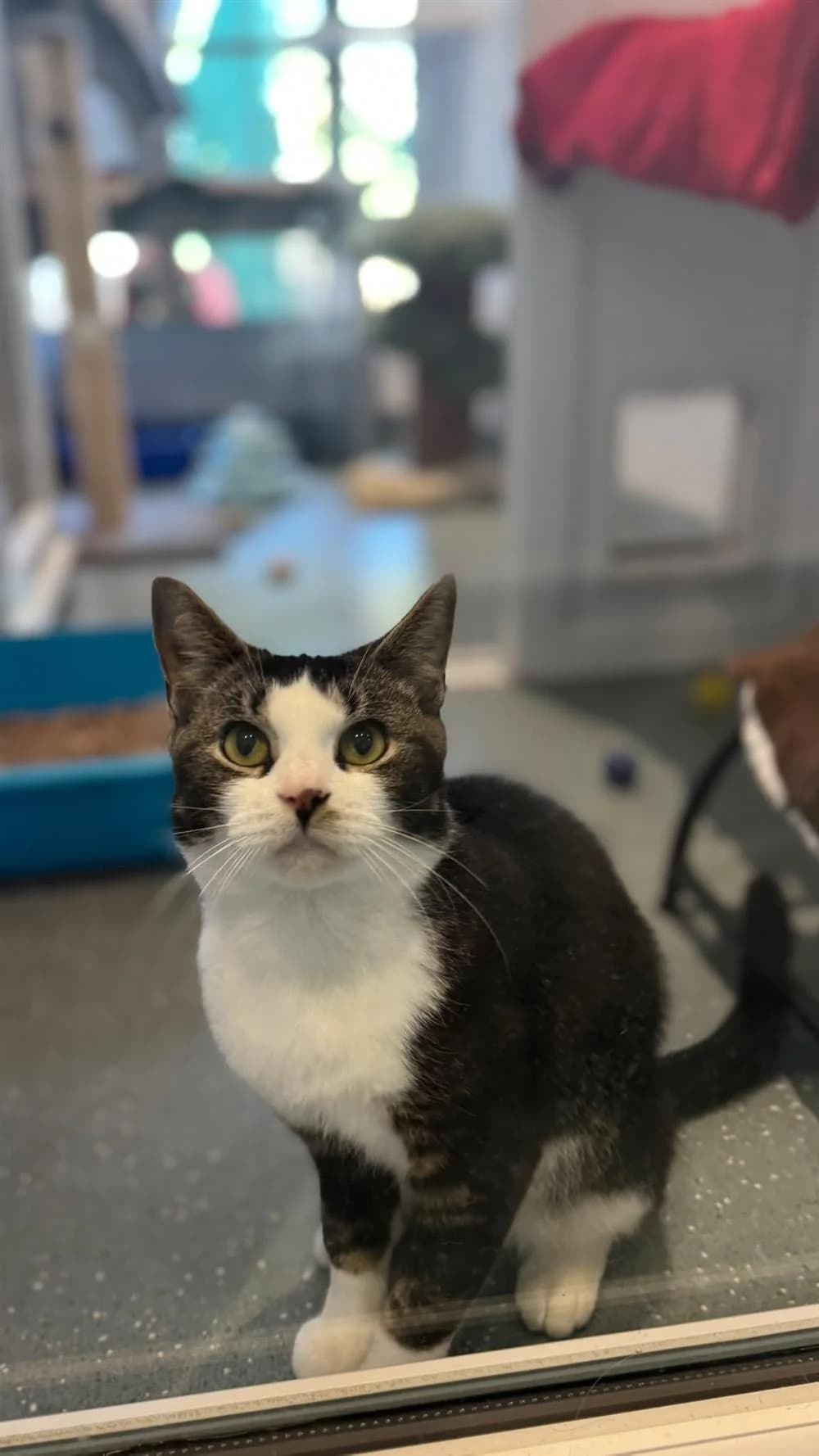Jazzy, female Mixed Breed for adoption at Animals in Distress Torbay & Westcountry
