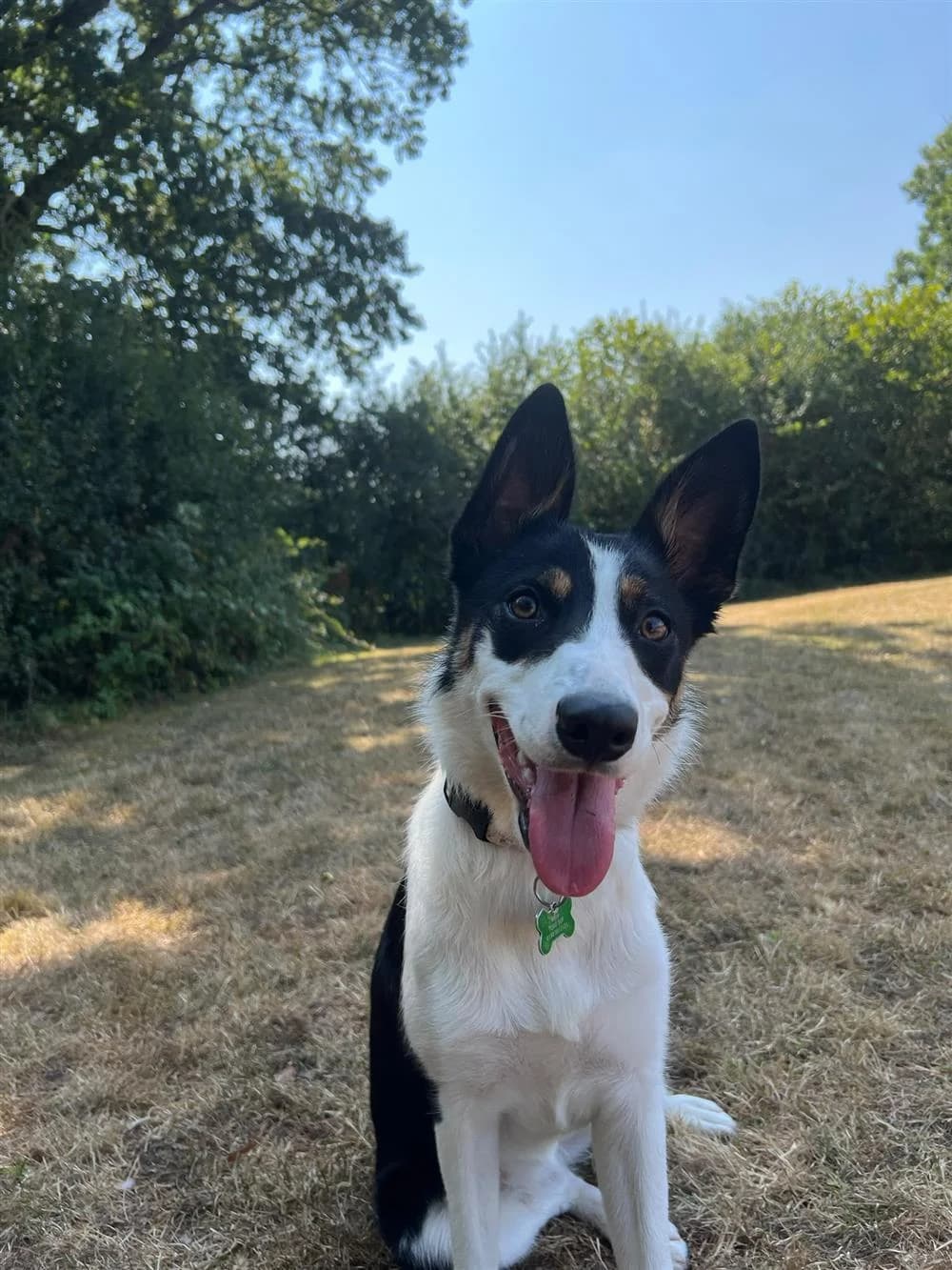 Joy, puppy Border Collie for adoption at Animals in Distress Torbay & Westcountry