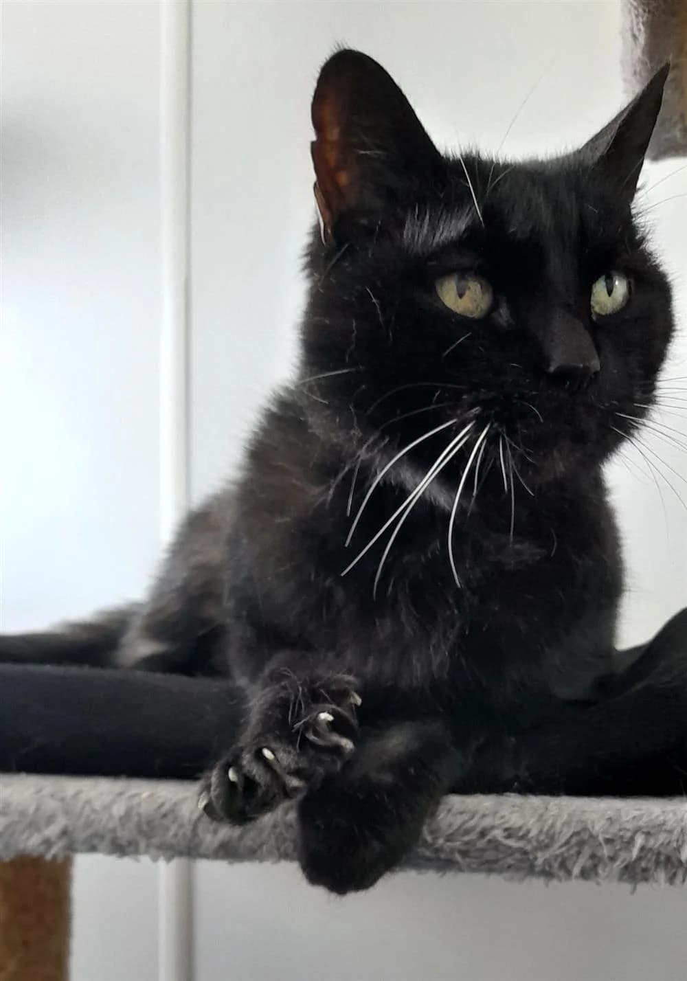 Louie, male Mixed Breed for adoption at Animals in Distress Torbay & Westcountry