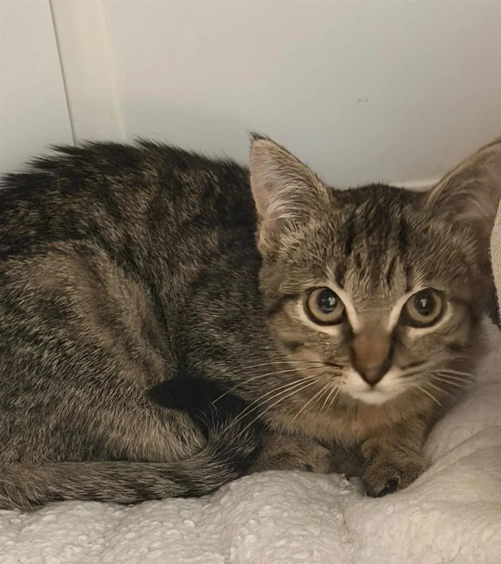 Mabel (with Nova), female Mixed Breed for adoption at Animals in Distress Torbay & Westcountry