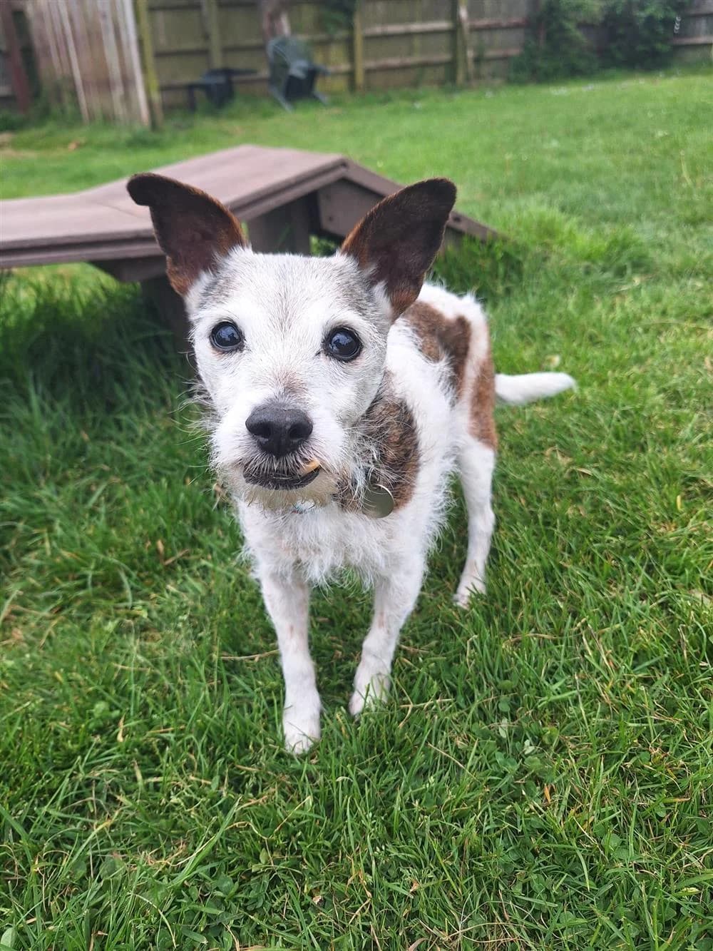 Maggie, senior Mixed Breed for adoption at Animals in Distress Torbay & Westcountry