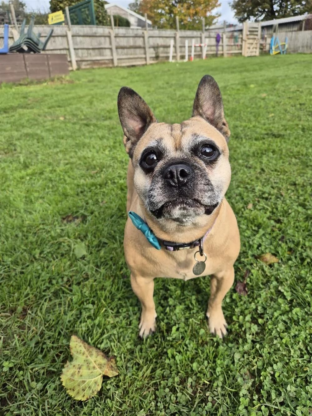 Maverick, 5yo English Bulldog for adoption at Animals in Distress Torbay & Westcountry