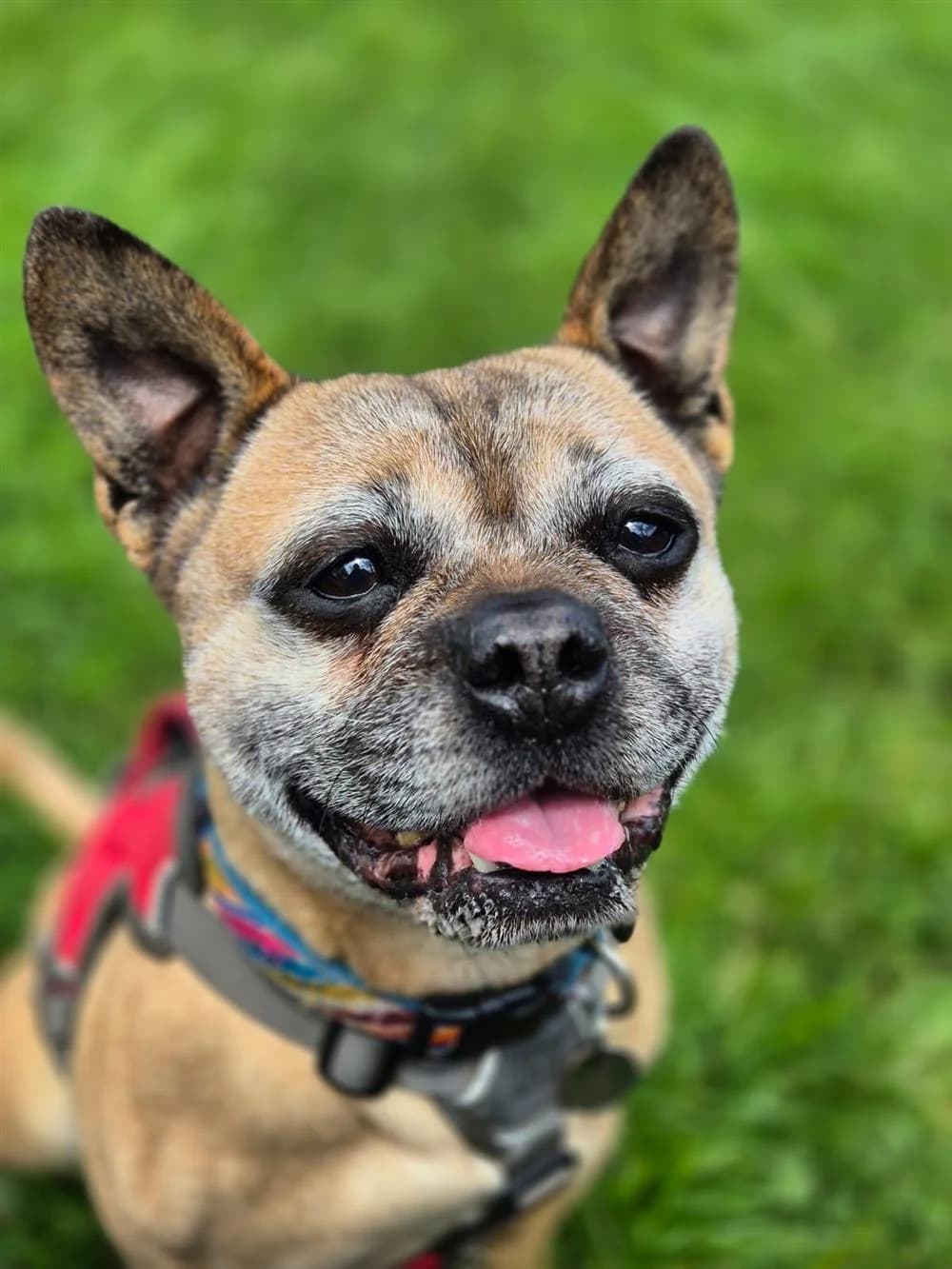 Maverick, 5yo English Bulldog for adoption at Animals in Distress Torbay & Westcountry