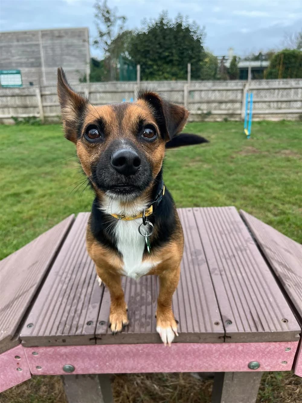 Milo, 3yo Jack Russell Terrier for adoption at Animals in Distress Torbay & Westcountry