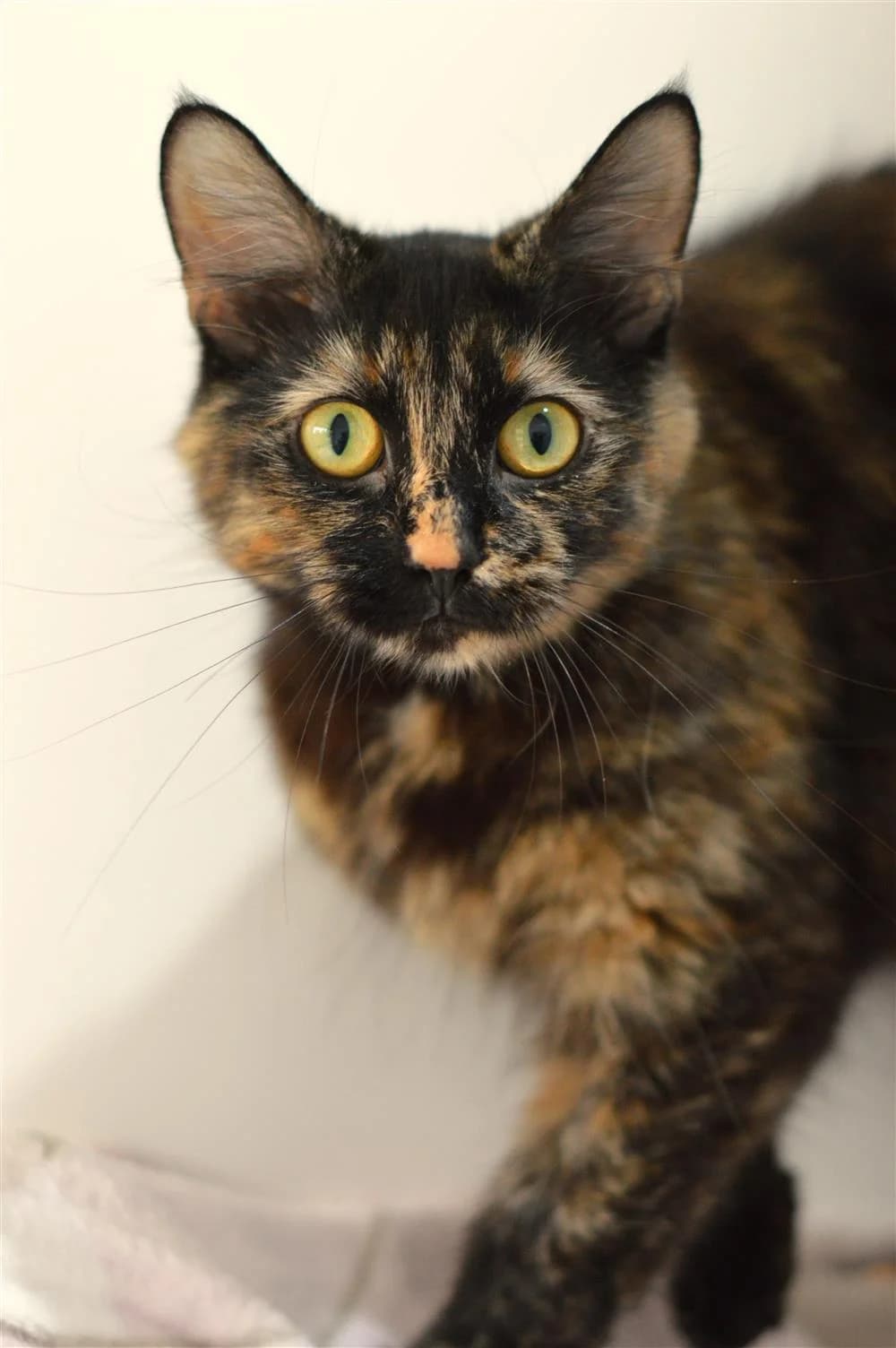 Ocean, female Mixed Breed for adoption at Animals in Distress Torbay & Westcountry