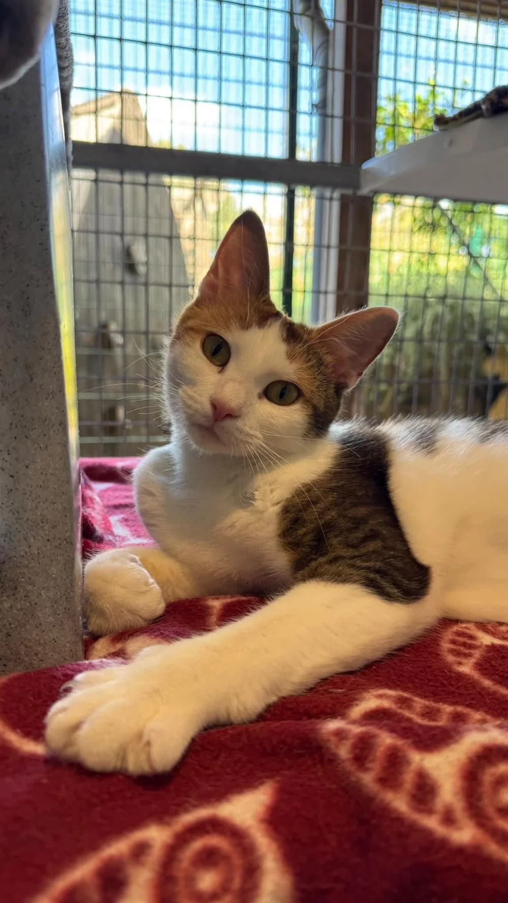 Olive, female Mixed Breed for adoption at Animals in Distress Torbay & Westcountry