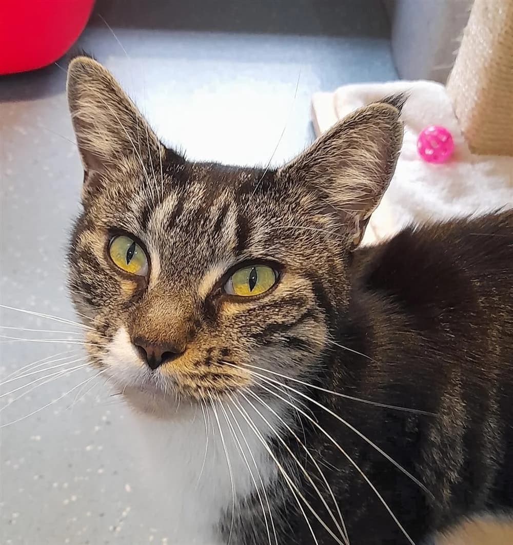 Pancake, female Mixed Breed for adoption at Animals in Distress Torbay & Westcountry