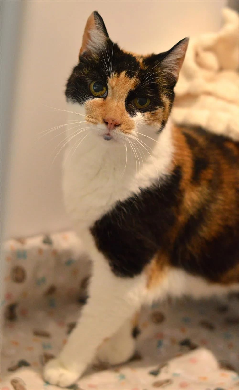 Samantha, female Mixed Breed for adoption at Animals in Distress Torbay & Westcountry