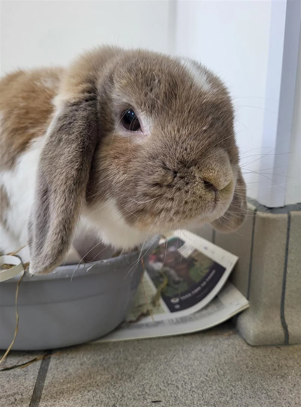 Snowflake, male Mixed Breed for adoption at Animals in Distress Torbay & Westcountry