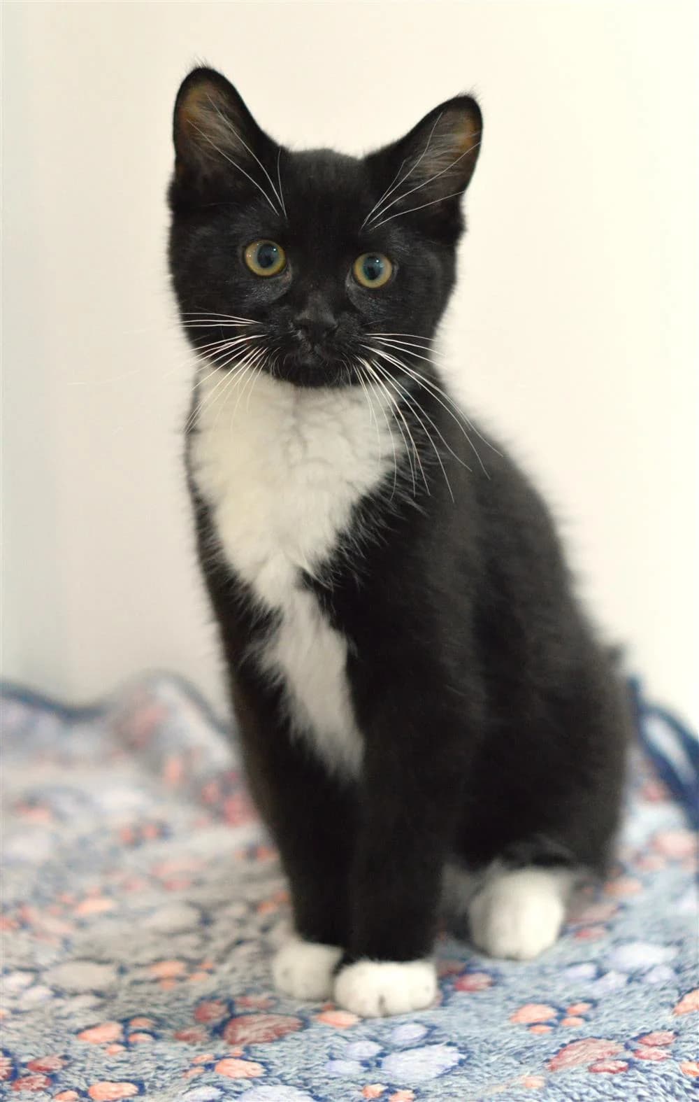 Sox, female puppy Mixed Breed for adoption at Animals in Distress Torbay & Westcountry