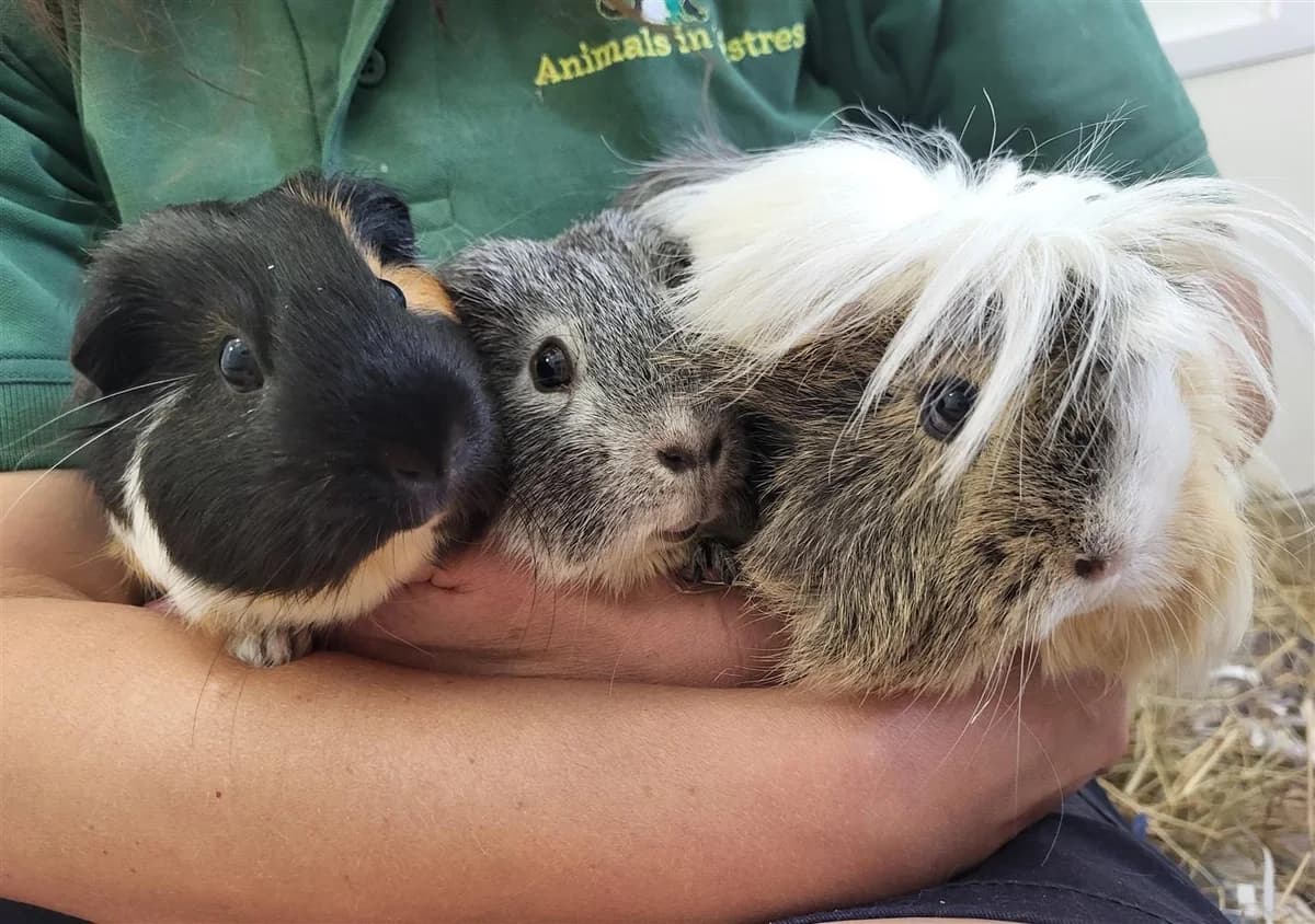 Treacle (with Maple & Toffy), male Mixed Breed for adoption at Animals in Distress Torbay & Westcountry