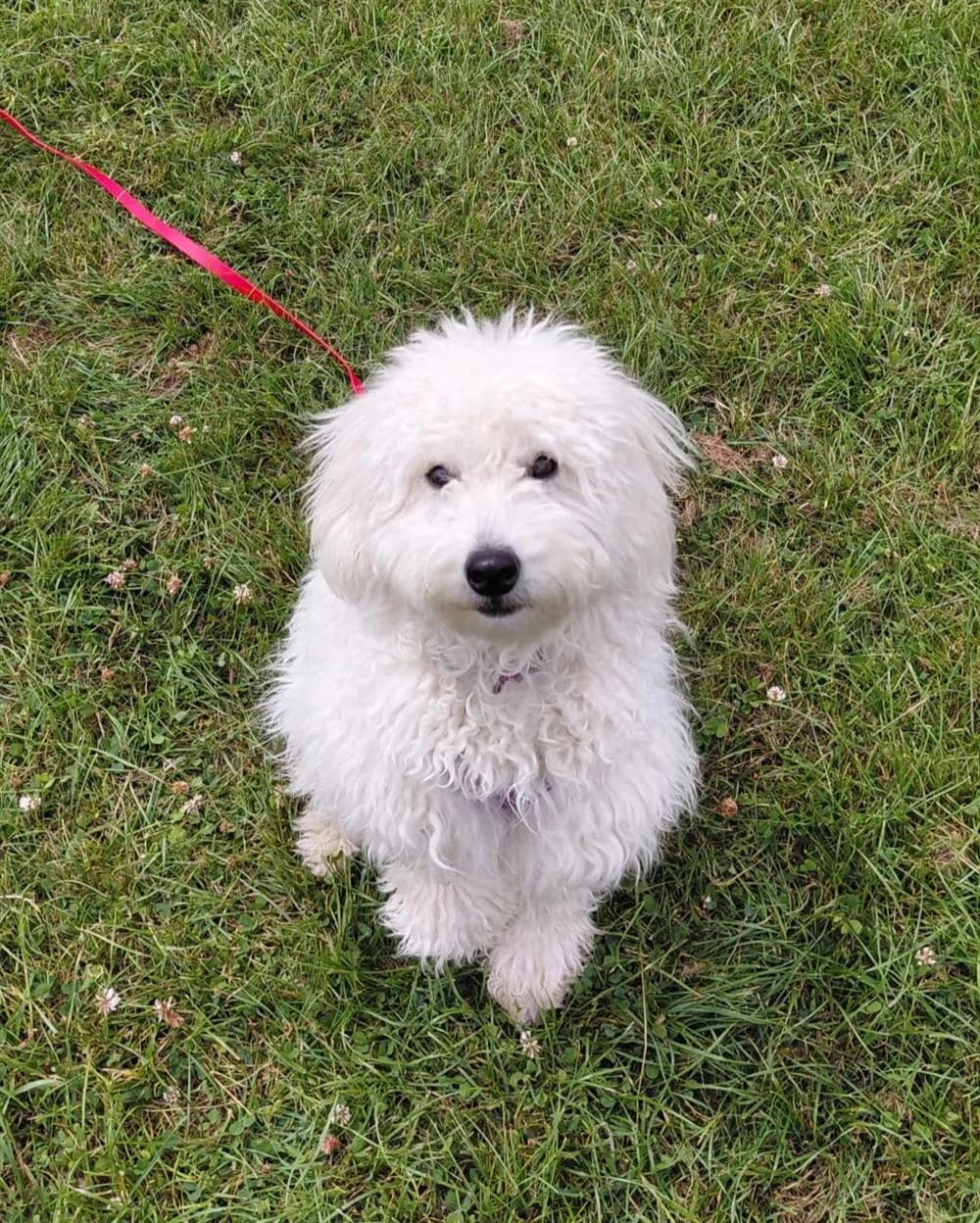 Veronica, puppy Mixed Breed for adoption at Animals in Distress Torbay & Westcountry